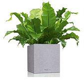 Lechuza Canto Stone kostka
