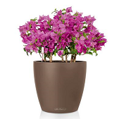 Lechuza Classico Color