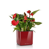 Lechuza Cube Glossy