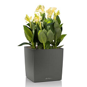 Lechuza Cube Premium