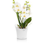 Lechuza Orchidea
